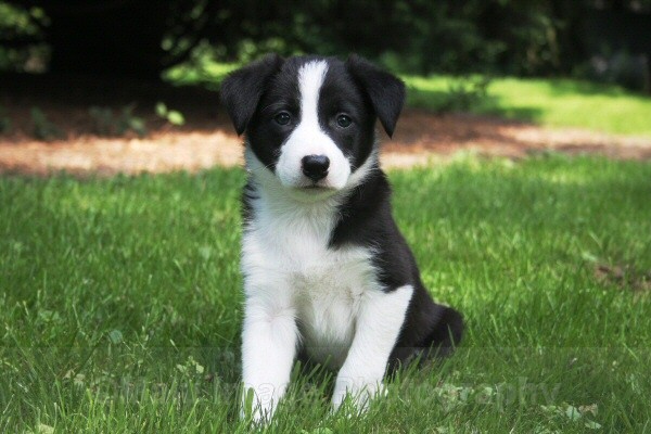 12 Seven weeks old - SASHA