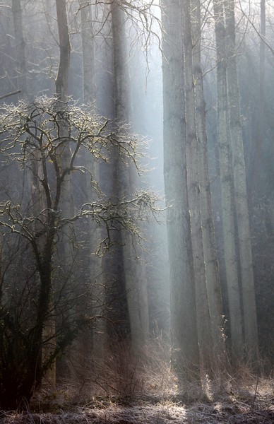 Winter woods  _S164 - Somerset landscape Photography