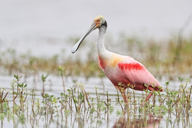 Roseate Spoonbill at Harns Marsh, Florida - Roseate Spoonbill