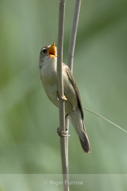 Marsh Warbler singing at Otmoor - Marsh Warbler