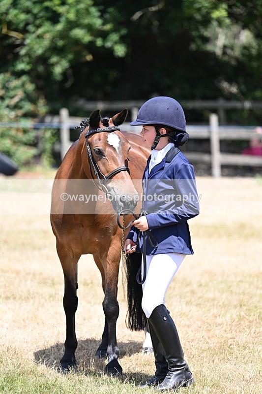 WJ7_2242 - Class 5 Most Handsome Gelding (up to 14.2hh) in hand