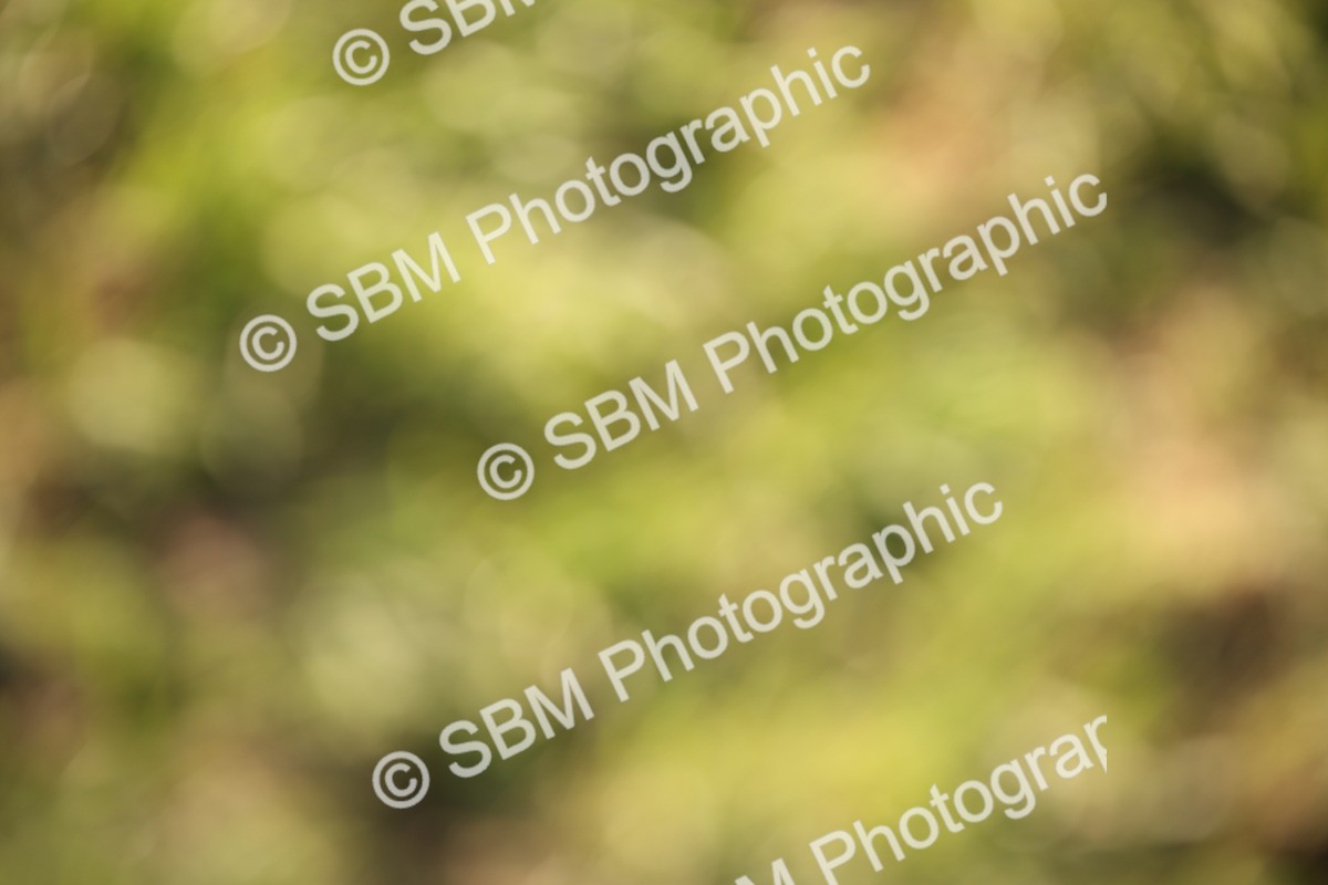 SBM_54366 - S27 - Mature Veteran - Ridden