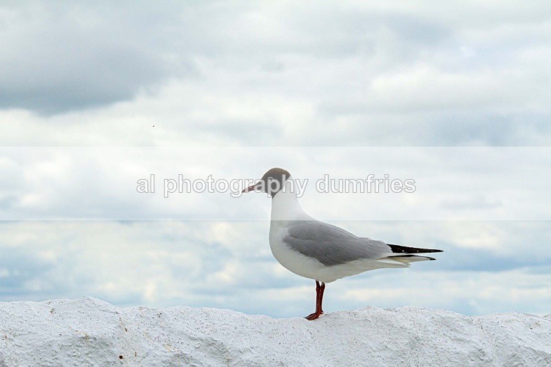 _CNP0936 - Farne Isles