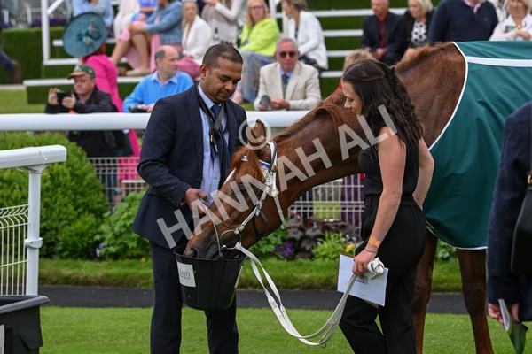 250524-Race 6-Primo Lara-4337 - Race 6 4.30pm Royal Yorkshire Regiment Handicap