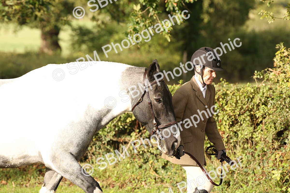 SBM_56772 - S54 - Piebald & Skewbald Horse In Hand