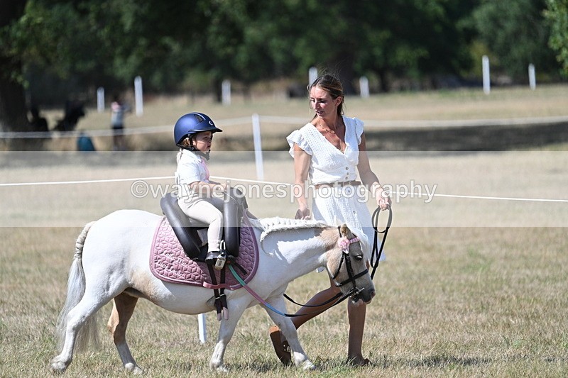 WJ7_1225 - Class 41 Prettiest Mare