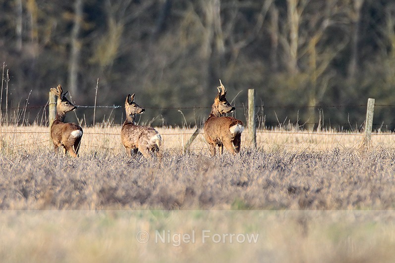 Roe Deer at South Leigh, Oxfordshire - Deer
