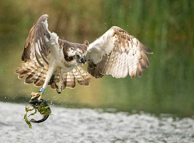 RUTLAND WATER OSPREY.1 - OSPREYS 2022