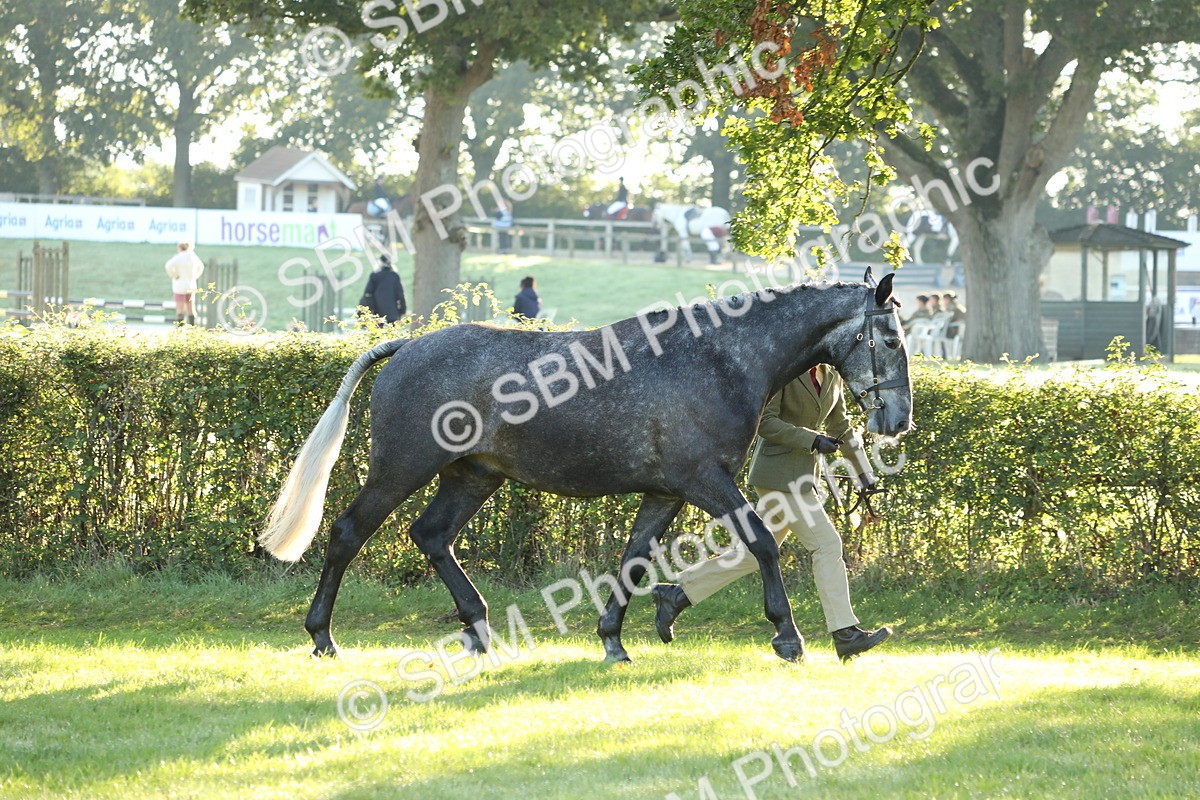 SBM_57920 - S42 - Youngstock