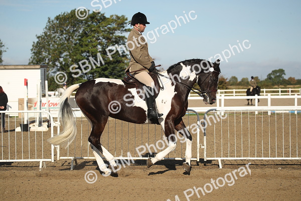 SBM_11308 - Class 501 -Riding Club Pony