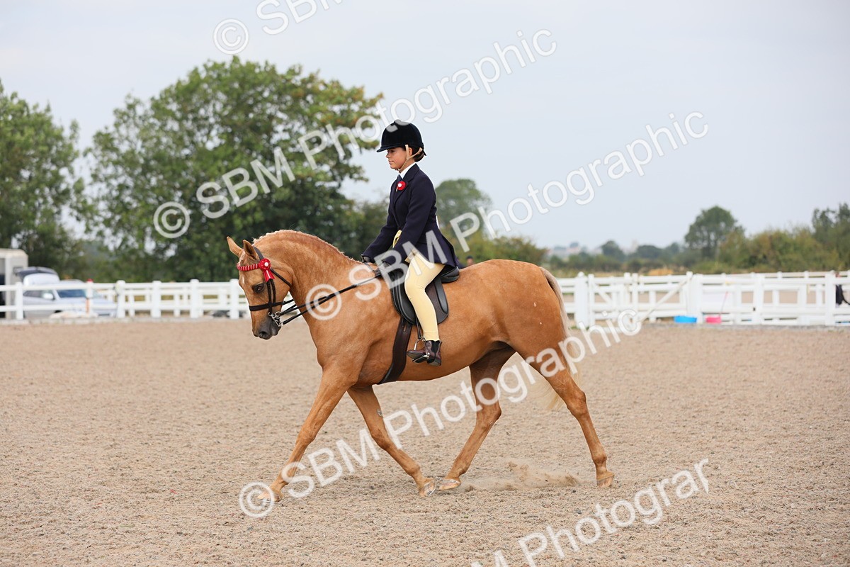 SBM_12733 - Class 307 Ridden Coloured Pony