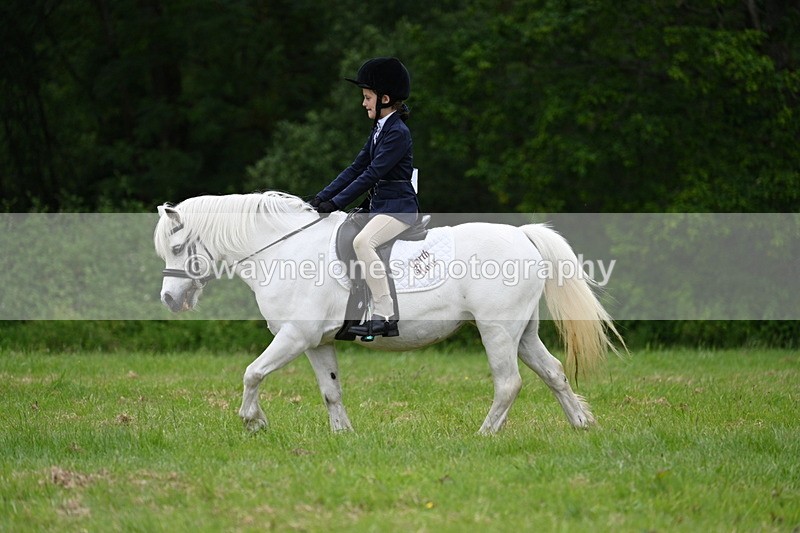 WJ7_4477 - Class 14B Prettiest Mare