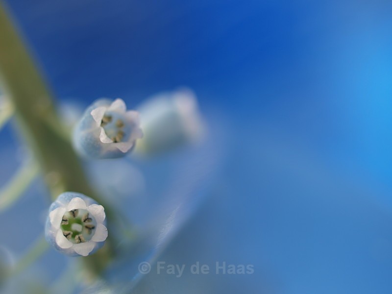  - Spring's Delights