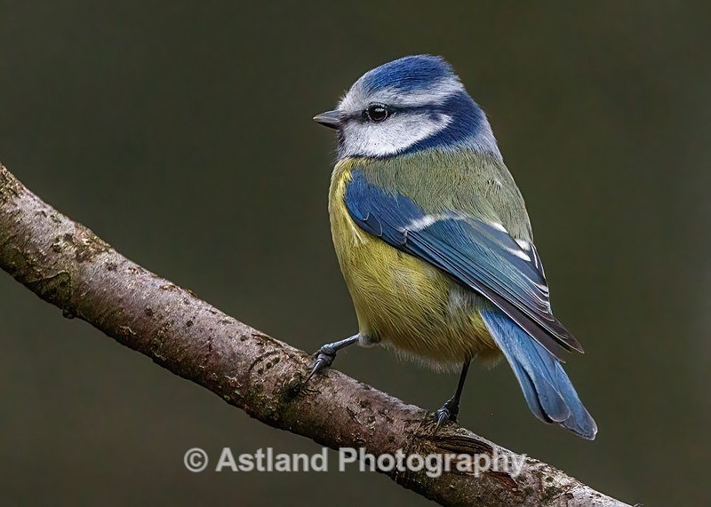 Astland Photography, Bird and Wildlife Images, Susan and Peter Wilson, U.K.