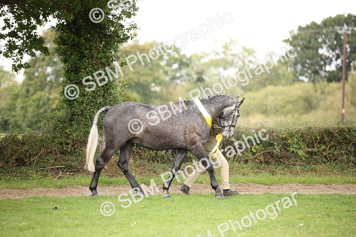SBM_62918 - In Hand Horse Supreme Championship