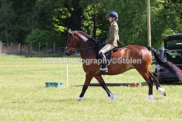 IMG_4372 - Working Hunter