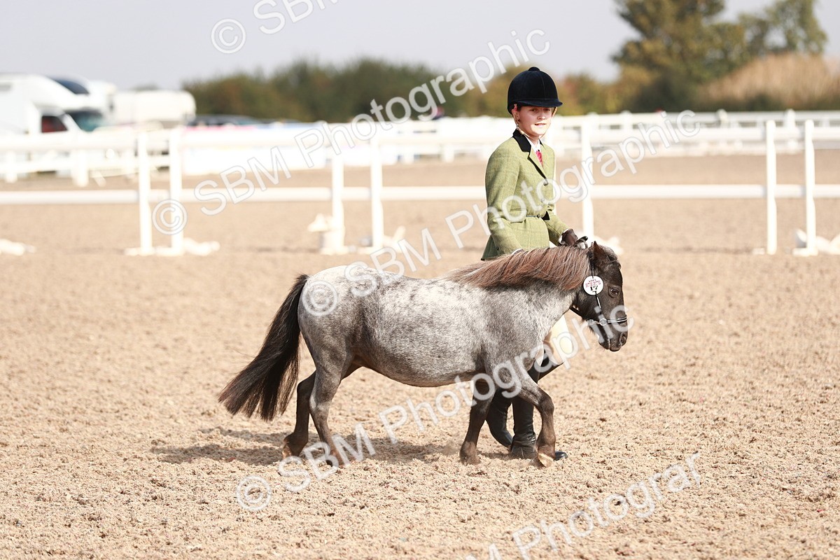 SBM_11752 - Class 206 IH Non Show Type Pony