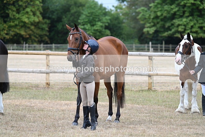 WJ7_9940 - Class 5a Most Handsome Gelding (above 14.2hh)