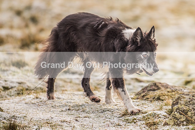 Clough Head-794 - Kong Clough Head Fell Race Saturday 2nd December 2023