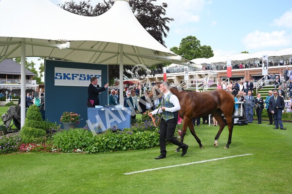 yr10062022r2-58 - Race 2 2.30pm SKF Rous Selling Stakes