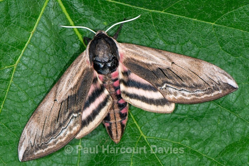 Privet hawk moth. (Sphinx ligustris) - Insects, Spiders and other Animals