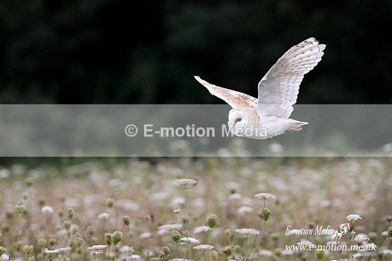 Barn Owl 210812 7 - Nature