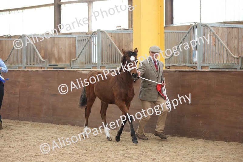 20251109-0817 - Class 24 - Foals