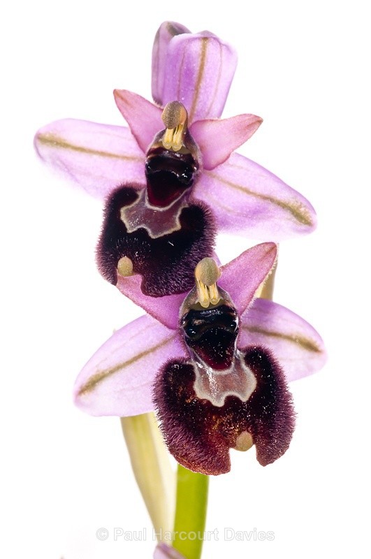 - WB: Orchids - Ophrys