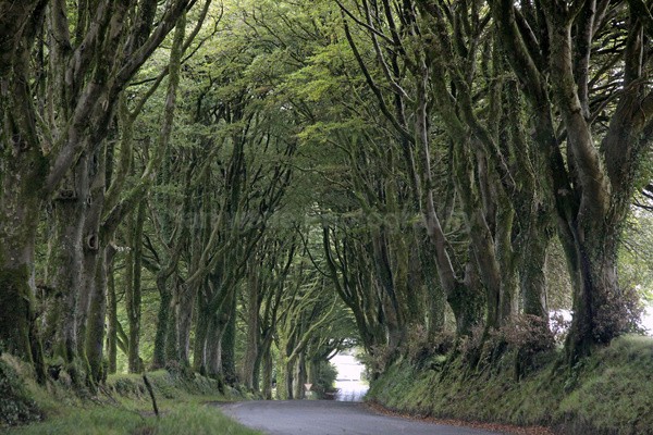 Dartmoor _ DR 002 - Dartmoor, Devon