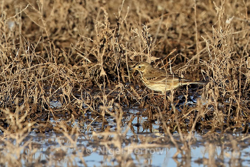 American Pipit, Bosque del Apache, New Mexico - American Pipit
