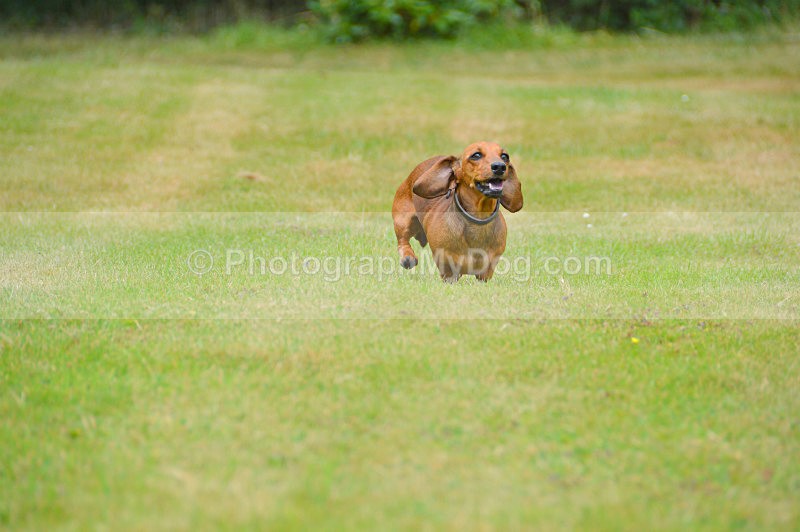  - Dachshunds