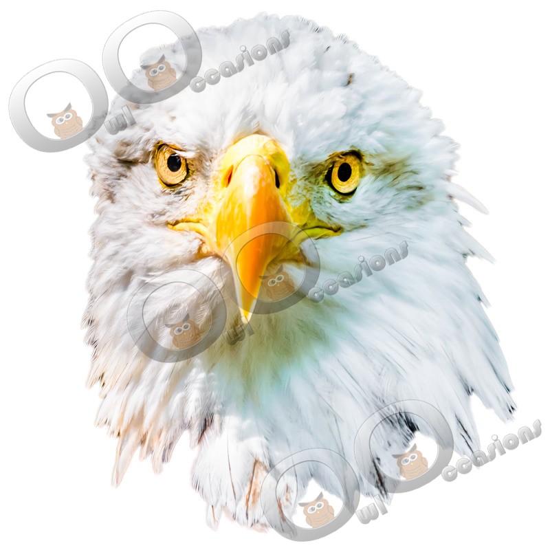 bald eagle Haliaeetus leucocephalus-0894 - BoP from around the world