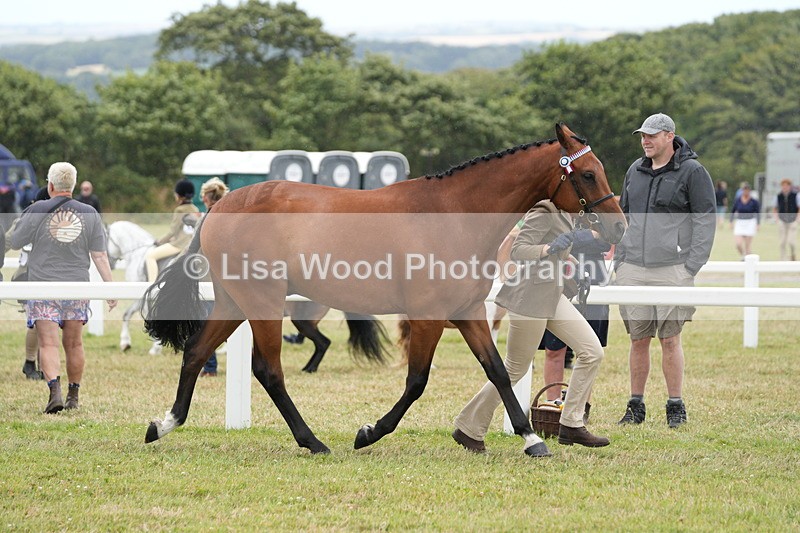 DSC06429 - Hunter/Riding Horse/Hack In Hand Championship