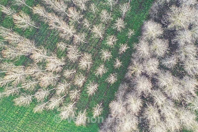 Poplar trees growing in the Nar Valley - Ariel Landscapes