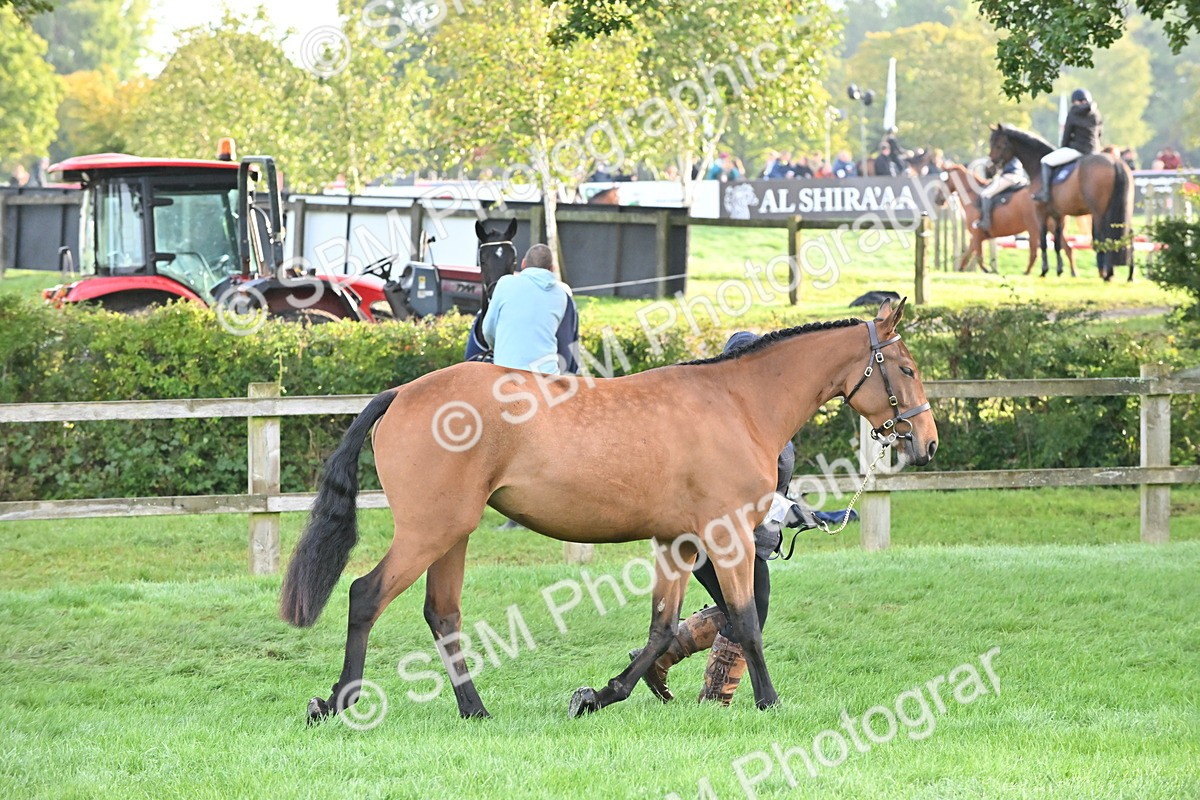 SBM_55298 - S44 - Youngstock In Hand
