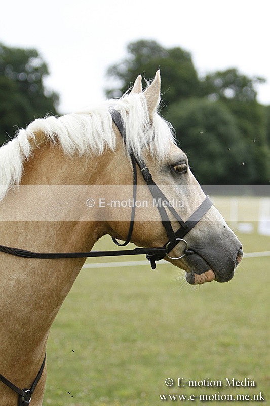 BVR160717-143 - Ring 3 BVRC Show 16/07/17