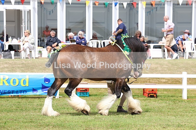 3E7A0759 - Class 7: Heavy Horse In Hand