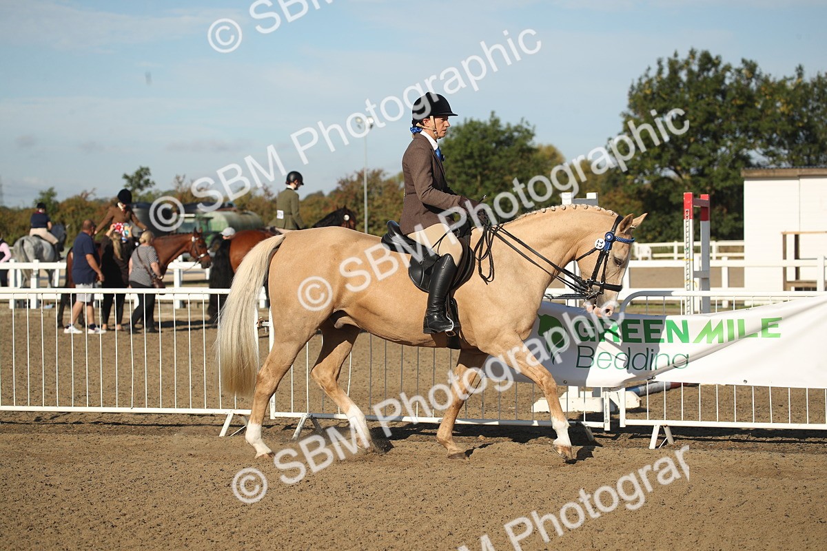 SBM_11256 - Class 501 -Riding Club Pony
