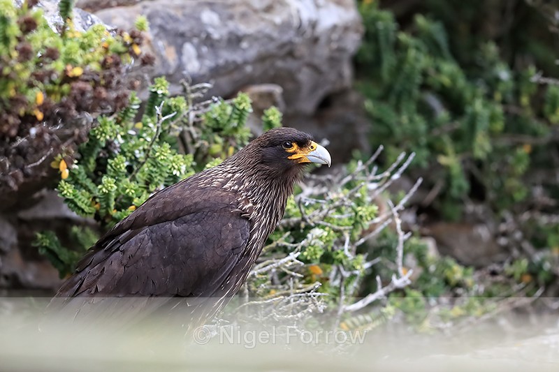 Striated Caracara, Carcass Island jetty, Falklands - Striated Caracara