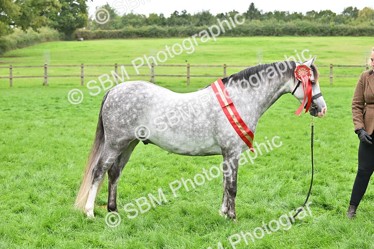 SBM_65025 - In Hand Pony & Younstock Supreme Championship