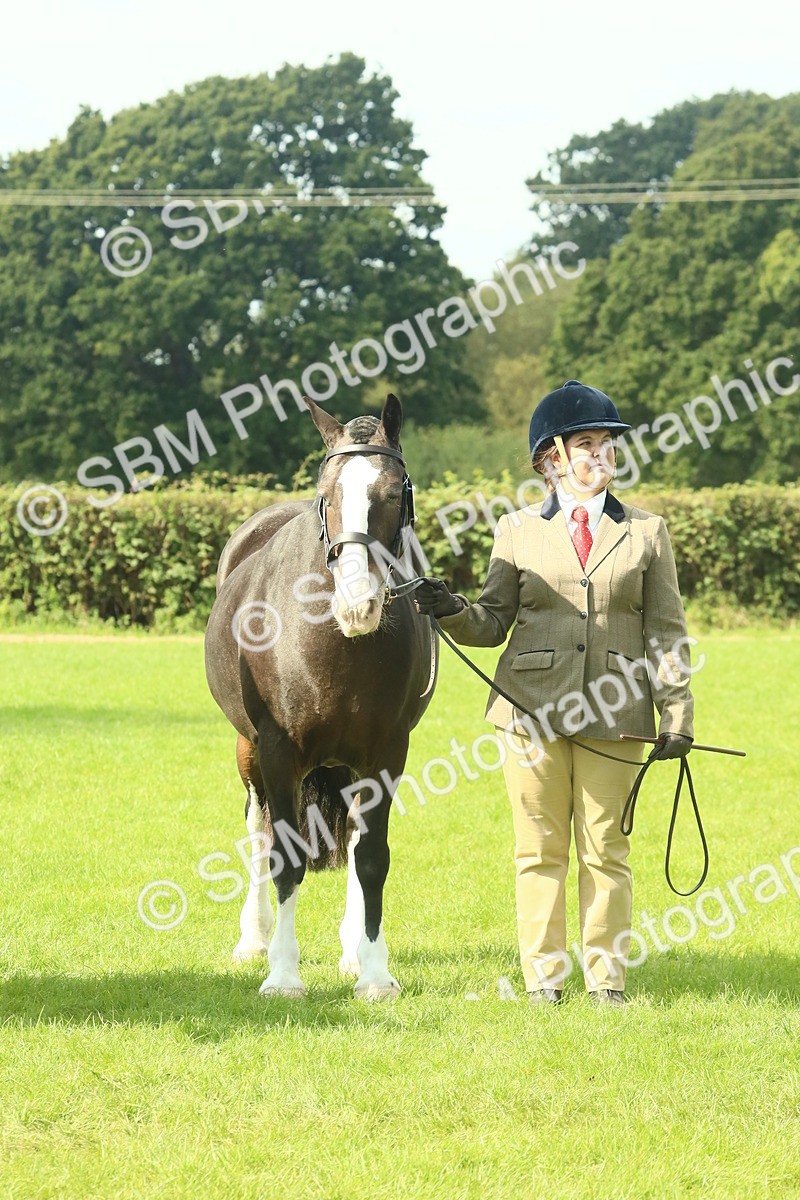 SBM_66413 - S34 - Rehabilitated Rescue Horse & Pony In Hand & Ridden