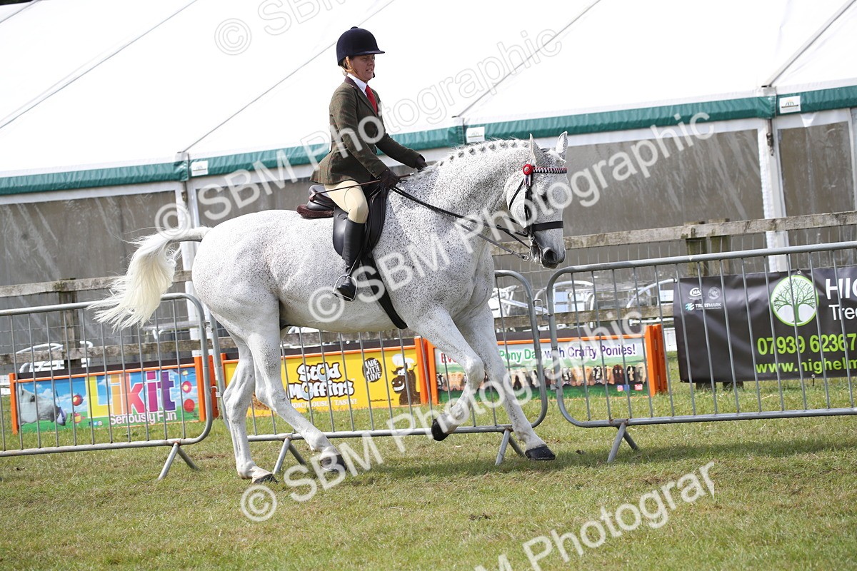 SBM_13221 - Class 95-96 - LIHS BSHA Rising Star Hack Riding Horse