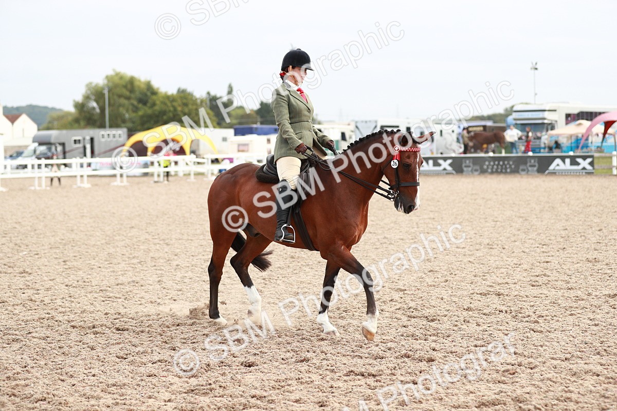 SBM_17587 - Class 215 Ridden Hack/ Riding Horse