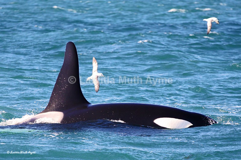 IMG_6076 Iceland - Marine wildlife
