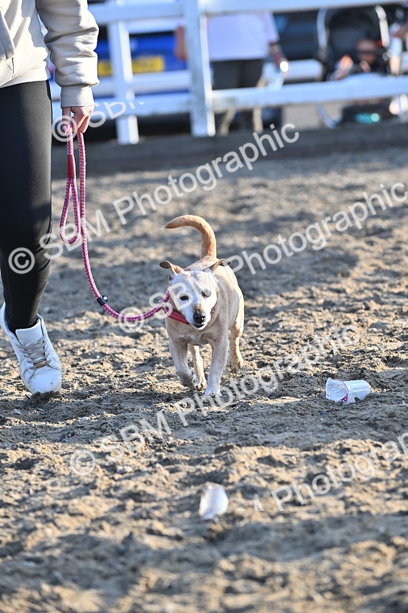 SBM_09420 - Lorry Dogs
