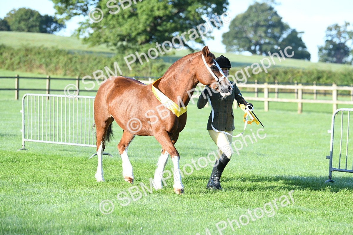 SBM_32860 - S15 - Condition & Turnout In Hand