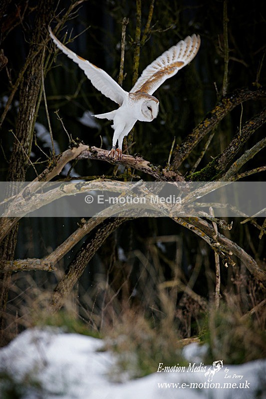 Barn Owl 220113 51 - Nature