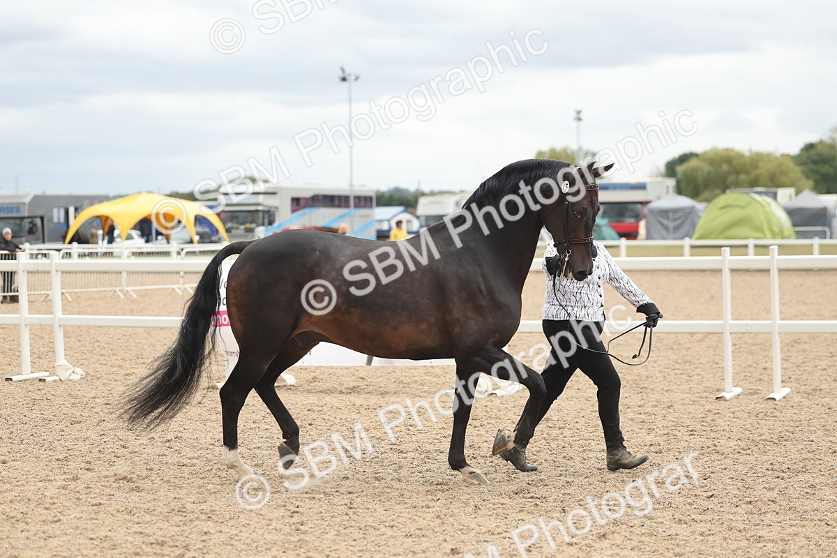 SBM_19247 - Class 317 - IH Pure Bred Horse-Pony