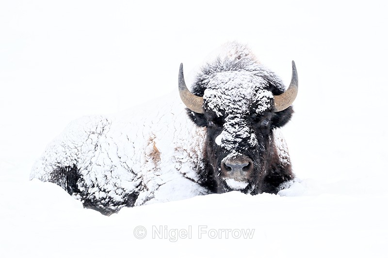 American Bison covered in snow, Yellowstone National Park - Bison