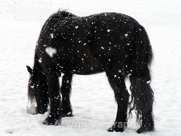  - Horses'n'Ponies